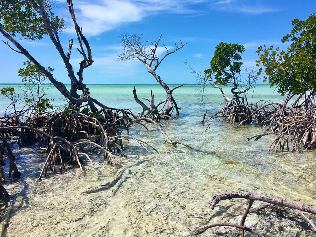 key west mangrove exploration